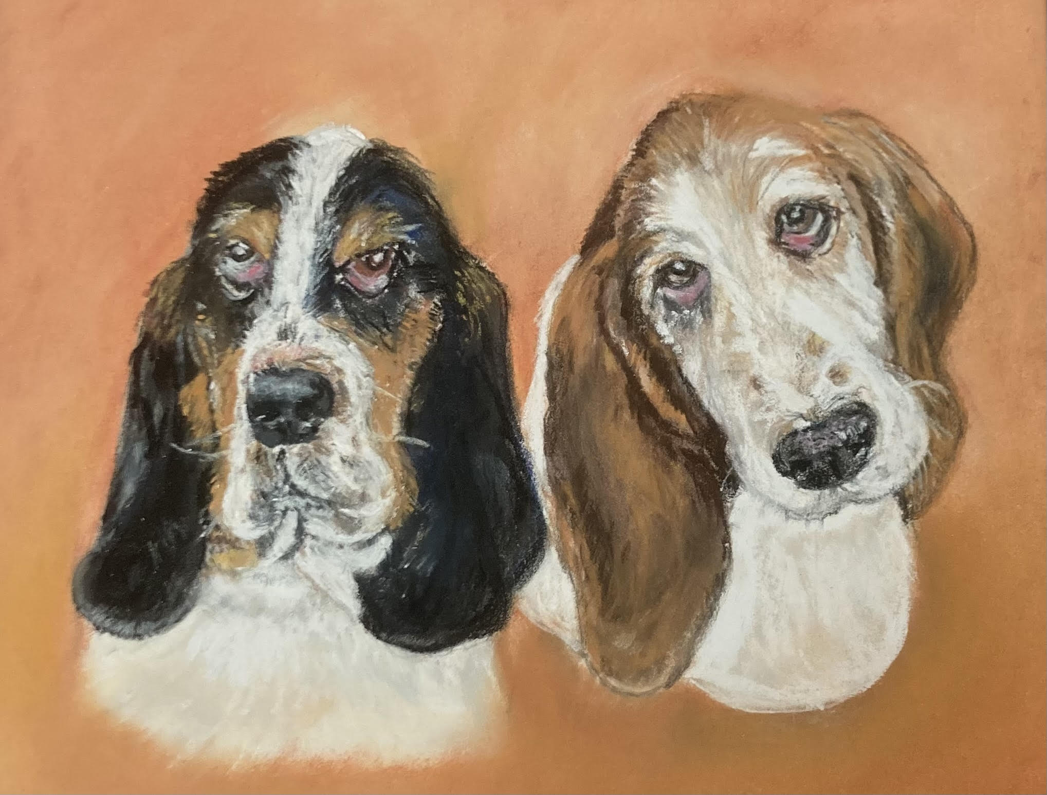 A pastel portrait of two basset hounds, one black & white and one brown and white with  a orangish colored background
