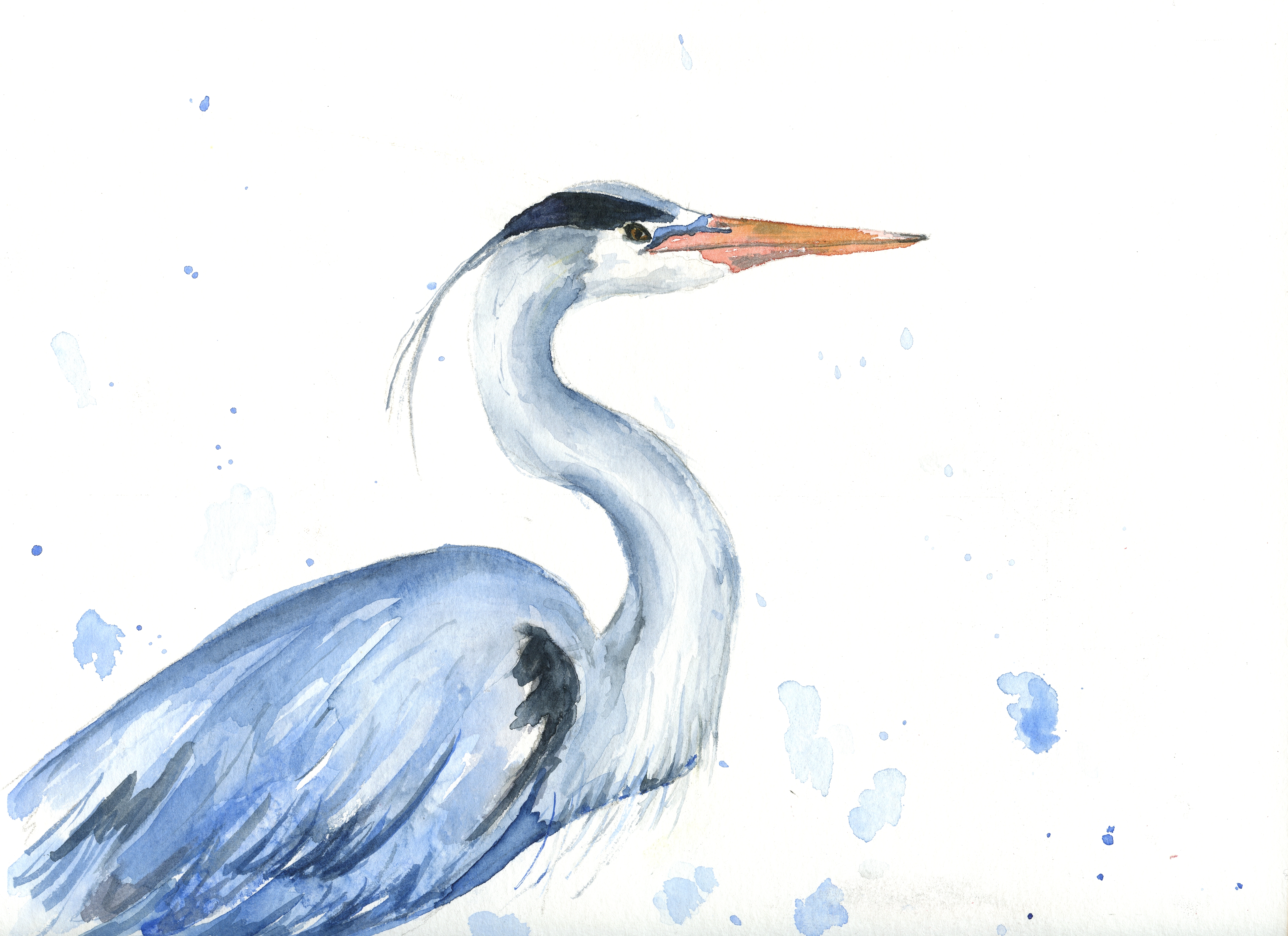 An original  watercolor of a white and blue heron bird with a bright orange beak