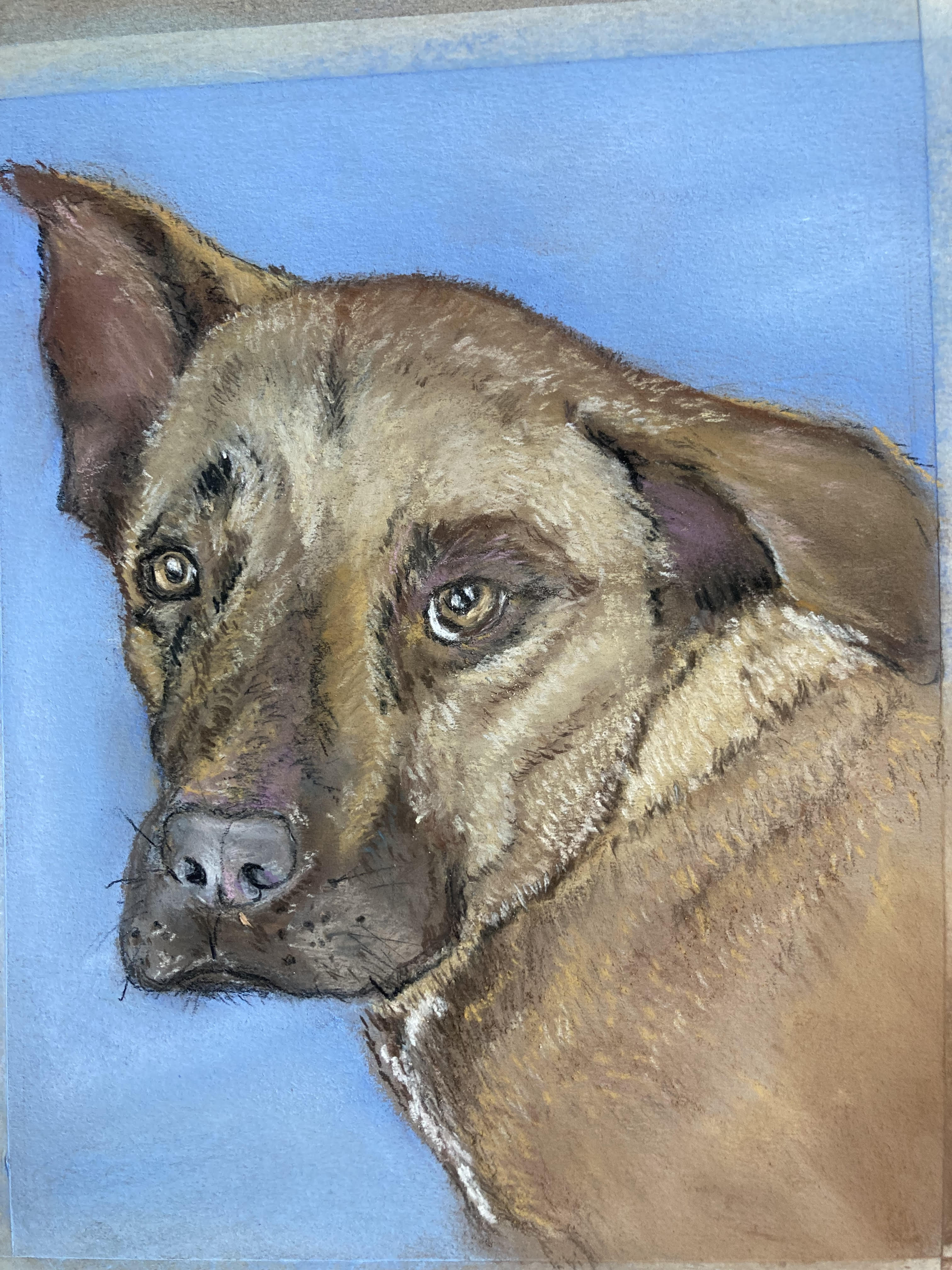 Portrait of a brown dog created with soft pastels with a plain blue background