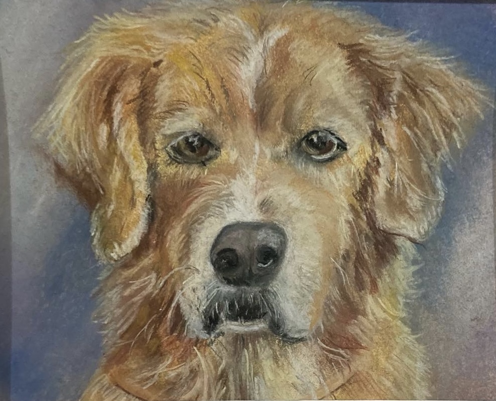 Portrait of a Golden  Retriever dog created with soft pastels against a blue background
