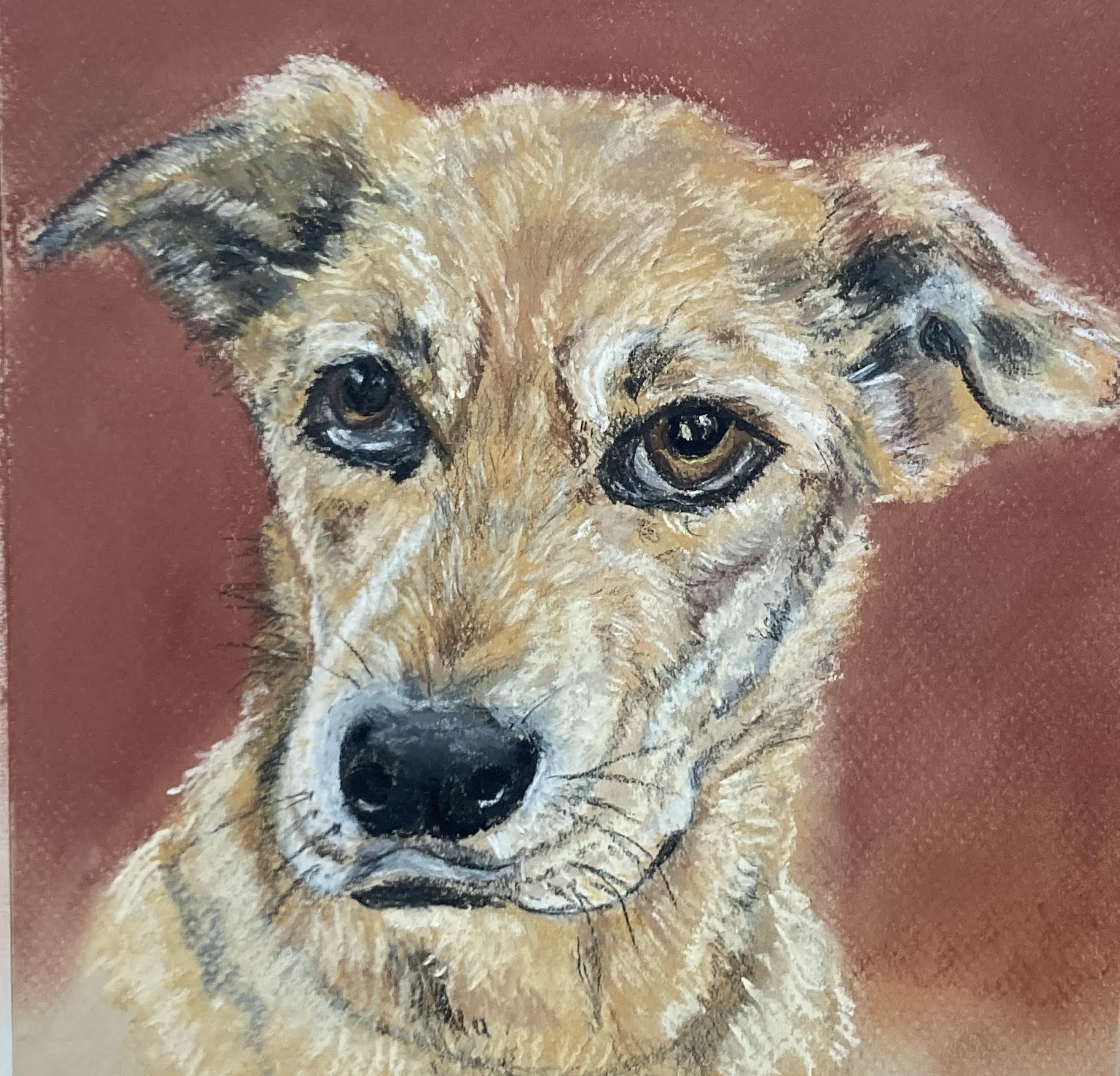 A pastel portrait of a dog with big brown eyes and short colored tan fur created with pastels 