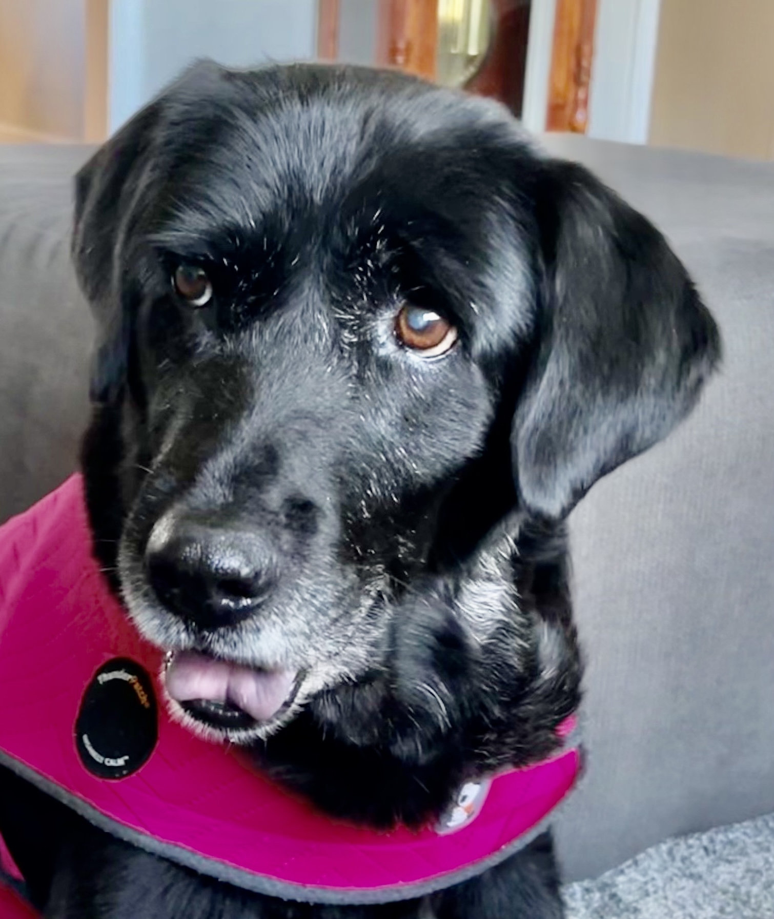customer supplied photo of a black lab with a red collar