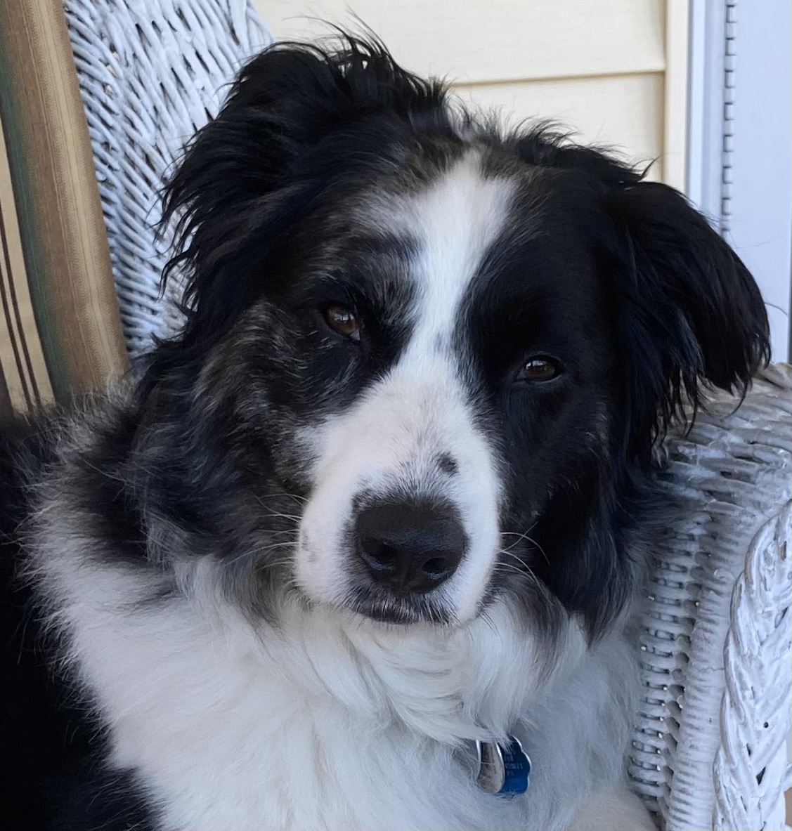 Customer photograph of Rhaegar, a black and white Australian Shepherd