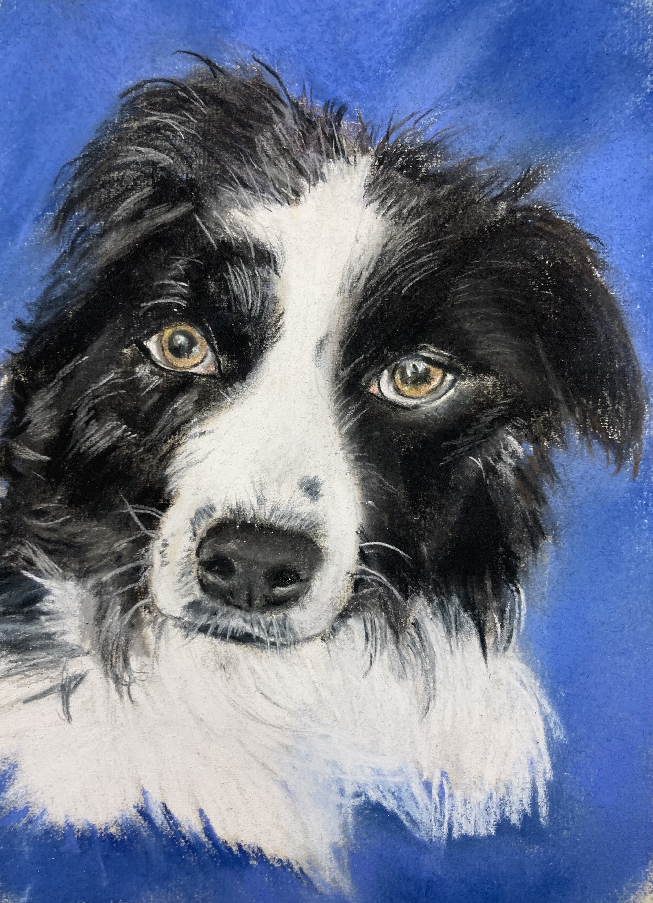 11 X14 pastel portrait of a black and white Australian Shepherd 