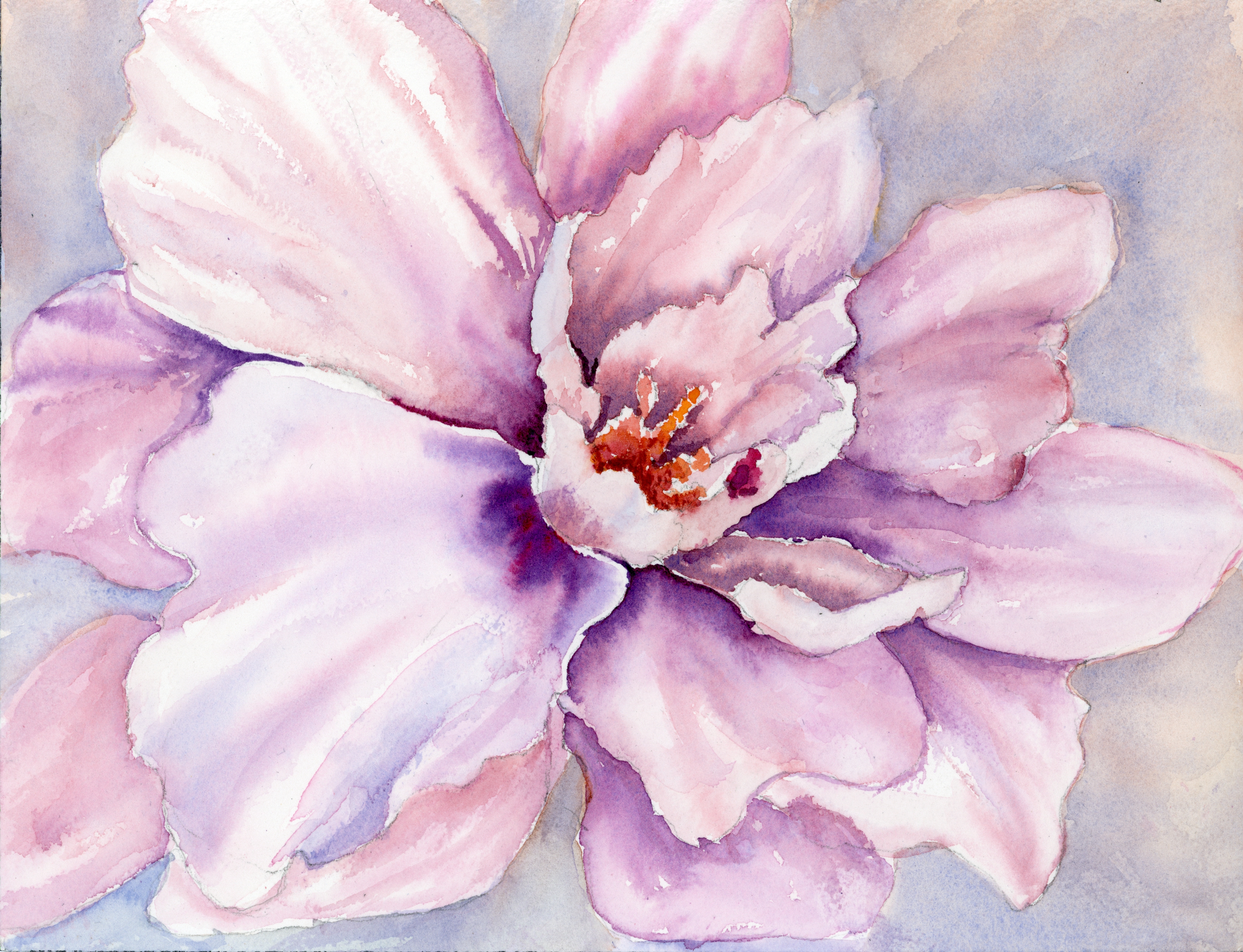 A close up view of a pink flower with purple and blue shadows