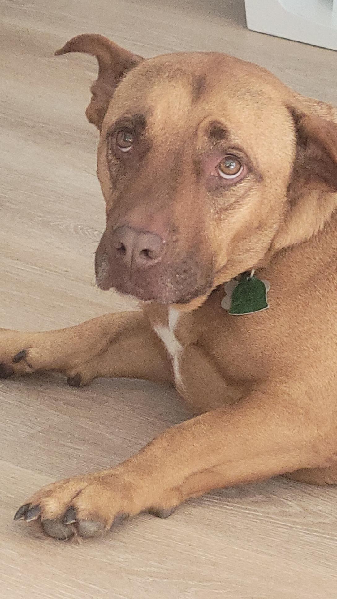 Customer supplied photograph for a commission of a short haired brown dog.
