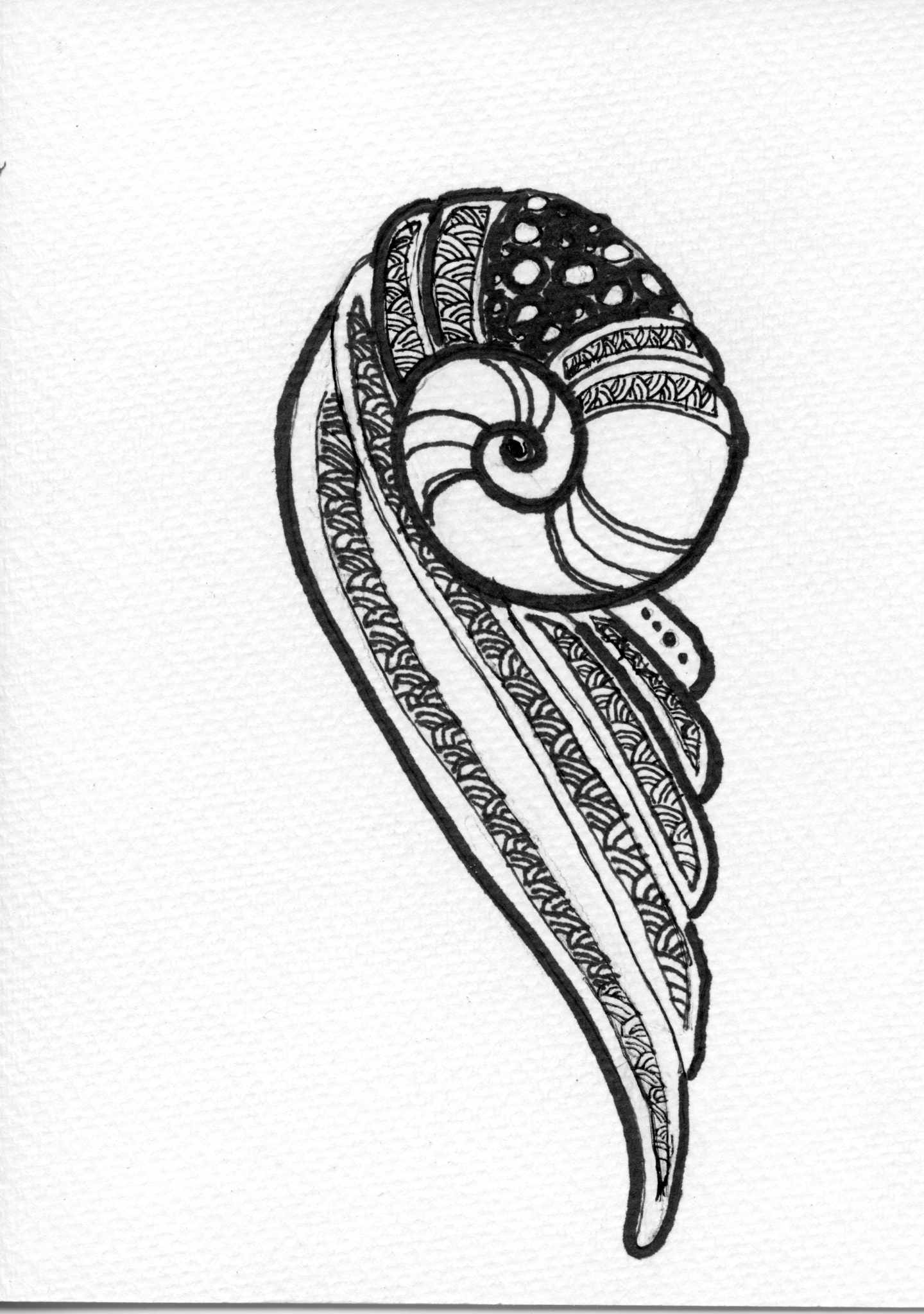 Pen and ink seashell greeting card